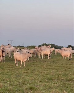 1.3K views · 54 reactions | Disponibles para la venta. 70 novillas de vientre brahmán selecciónadas para cría de un solo hierro, vacías listas para servicio, garantizadas reproductiva mente. Promedio 370 kilos aproximadamente. Ubicadas cerca al Opon Santander. Información WhatsApp. wa.me/573208487321 | Rehagronegocios Agromarketing | Facebook