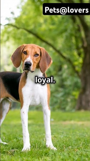 Meet the American Foxhound: A Loyal Companion
