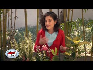 Ready Jet Go! S02E27 28 That's One Gigantic Pumpkin, Jet Propulsion! WEBDL 1080p