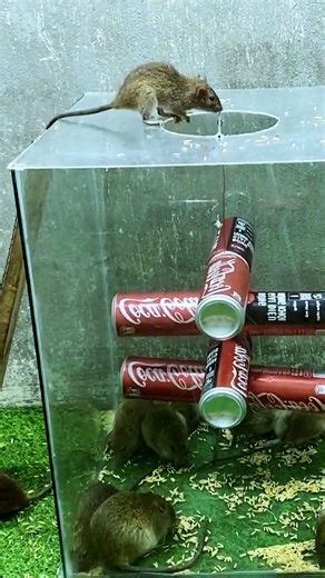 Best mouse trap at home. Best mouse trap from a glass mixed with a drink can #animals #mousetrap