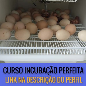 APRENDA A ARTE DE GERAR VIDA entendendo todo o processo de incubação...