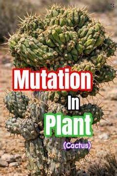 This Cactus is Growing "Wrong"