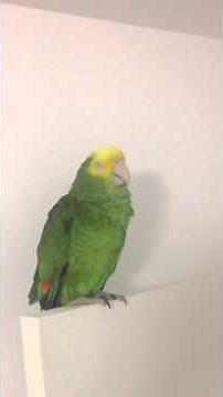 Parrot singing happy birthday