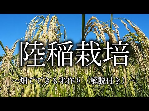 [Upland rice cultivation] Summary with explanations - How to grow rice in the field -