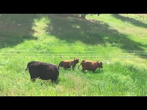 Pasture Rotation for a small Dexter Herd