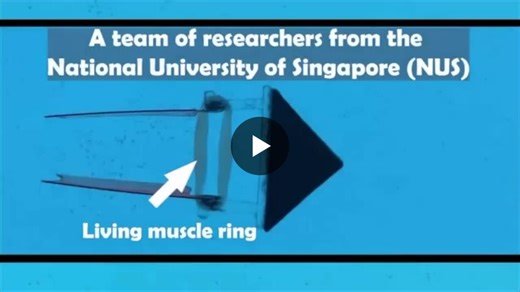 Swimming robot propelled by lab-grown muscles. The researchers have developed a platform that lets lab-grown muscle tissues train themselves to record-breaking strength, with no external… | Supriya Rathi