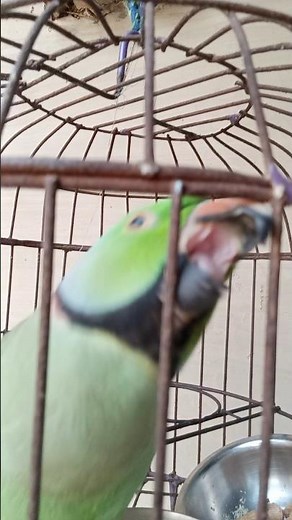 The Most Incredible Talking Parrot Conversations