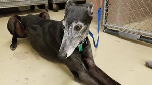 281K views · 3.6K reactions | 497677 UPDATE: SO HAPPY to report she...