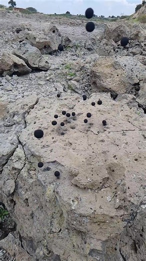 Planting Acacia Trees Using Seedballs in Athi River