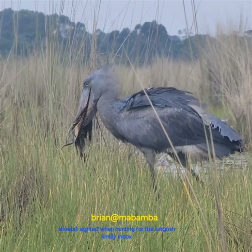 shoebill within mabamba swamps sported hunting for its delicious food called LUNGFISH ## kindly book