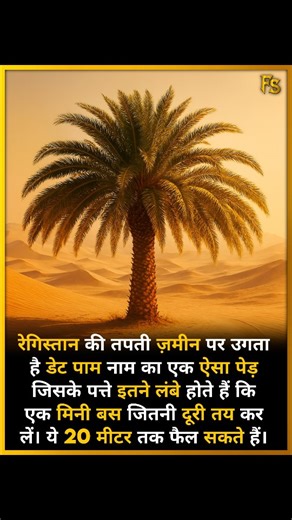 3.6K views · 2.1K reactions | Date Palm – The Desert’s Life Tree! . ....