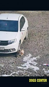 5.3K views · 688 reactions | Update: Au fost adoptate! Mulțumim! Când vom învăța să fim oameni și să încetăm să fim criminali?! Ce vină au ei că s-au născut și au fost aruncați de un biped căruia nu îi pasă nici de sterilizări gratuite?! Ne-am săturat de atâta indiferență și de atâta cruzime! Uitați-vă în ochii lor, merită o astfel de soartă?! | Asociatia Dogs Center Resita | Facebook