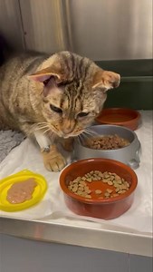 183K views · 10K reactions | Lovely Ronnie is in recovery and her surgery went well. The one ear took longer than anticipated and due to her being elderly, Rosie didn’t want to extend her anaesthetic so will do the other side another time! Rosie also managed to save her hearing in that ear  Get better soon gorgeous girl  Thanks to everyone who donated today ❤️ | Stray Cat Rescue Team West Midlands. | Facebook