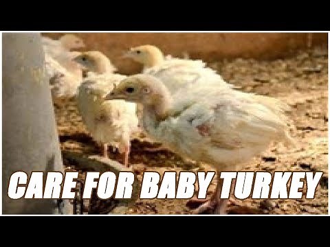 How To Take Care Of A Baby Turkey