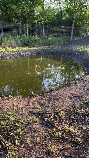 What do you think of the before and after of Uncle Ben’s Pond? Built by Prairie Creek Ponds Pondscapes of Charlotte The Urban Rescue Ranch #transition #fingersnap #livingtheaquascapelifestyle #ilovemyjob | Greg Wittstock the Pond Guy
