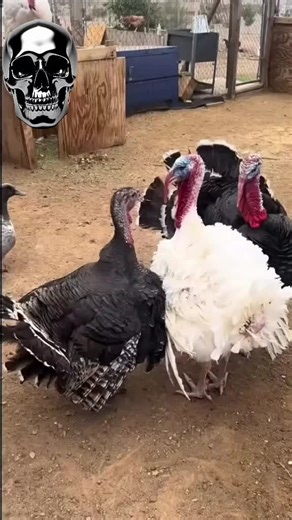 Ay Charlando antes de navidad 🗣️😭#fyp #robloxtiktok #robloxfyp #robaunbrairont #migajeros