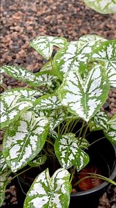 Caladium Humboldtii ‘Mini White’ Plant | My Garden