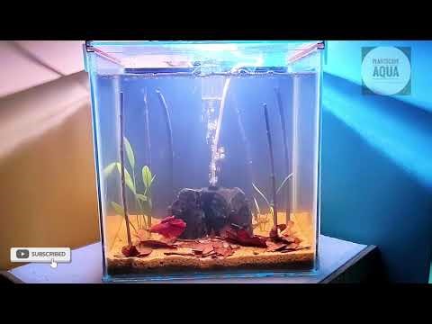 Nano betta tank - aquarium setup for betta fish - betta aquarium - low budget tank