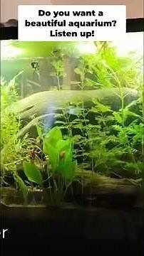 Fix Your Dirty Fish Tank in 1 Step!