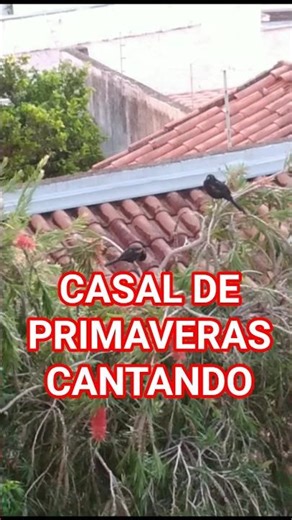 LINDO CASAL DE PRIMAVERAS CANTANDO. #Primaveras #Pássaros