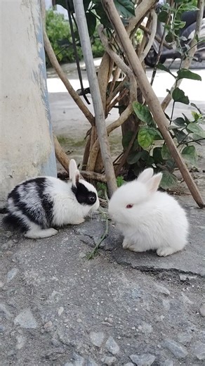 cute rabbit#viral #rabbit
