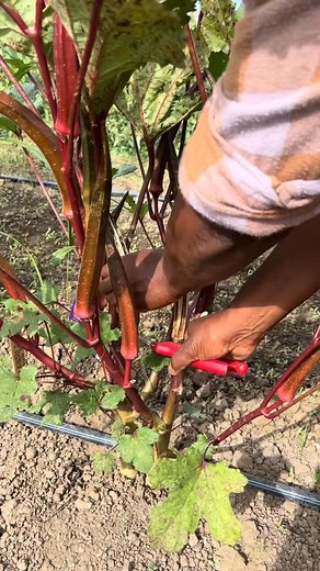 Let those pods dry, crack them open, save the seeds!🌱 Super simple and super satisfying!💌 #napaseedlibrary #napavalley #nature #naturelover #plantperson #seeds #plants #reels #plantsofinstagram #garden #gardening #gardeninspo #timeinthegarden #plantwhisperer #seedstarting #gardentips #homegrowntomatoes #tomatogarden #growyourtomatoes #okra #seedsaving #gardentok #gardenprocess #napaseedlibrary | Napa County Seed Library