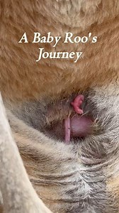 2M views · 24K reactions | What An Incredible Journey ❤️ Did You Know Kangaroos Are Pregnant For Only 30 Days On Average  Come Visit Book Now At AnimalEDventures.com | Animal EDventure Park & Safari | Facebook