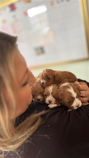 A new week in the Habibi Nursery means fresh highlights, tiny milestones, and lots of heart. Our Golden Paw List always gets the earliest updates, and our YouTube premieres follow right after, so be sure to subscribe if you want to catch every moment as it happens. Thank you for being part of the Habibi community. We cannot wait to share what is coming next. #HabibiBears #HabibiBearPuppies #HabibiNursery #GoldenPawList #PuppyUpdates #PuppyPremiere #YouTubePremier #TinyDoodles #MicroDoodles #Teac