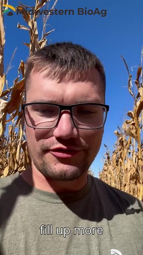 Bio-Gel® field update from Green County, WI We are seeing a noticeable difference between the control and the treatment. Improved moisture retention and nitrogen availability are leading to fuller ears and reduced tip-back. Control: 30 gal/ac UAN Treatment: 30 gal/ac UAN + 2 qt/ac NSurge® powered by Bio-Gel Reach out today to learn more! midwesternbioag.com. | Midwestern BioAg | Facebook