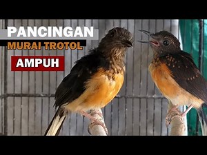 Suara Murai Batu TROTOL Belajar Bunyi Ngriwik untuk Pancingan PIKAT MB Anakan BAHAN Agar Cepat GACOR