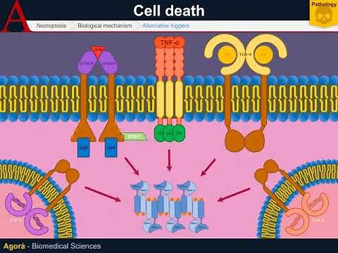 Cellular Pathology - Necroptosis