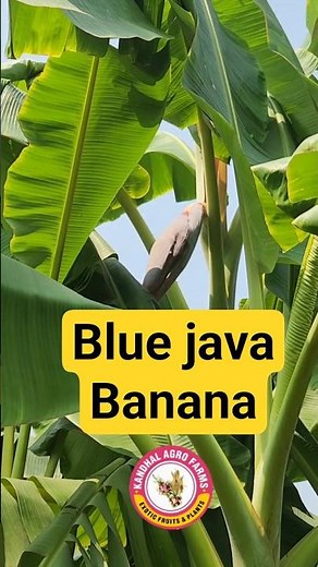 Blue Java Banana flowering