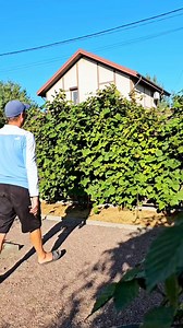 Autumn pruning Blackberries | Harvest Garden