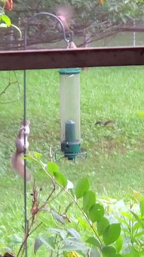 So, I bought one of those Droll Yankee Squirrel Flipper bird feeders, and...well...this isn't supposed to happen. #garden #birds #squirrel