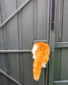 1.4M views · 40K reactions | Cat squeezes right through gate hole | Animal Lovers | Facebook