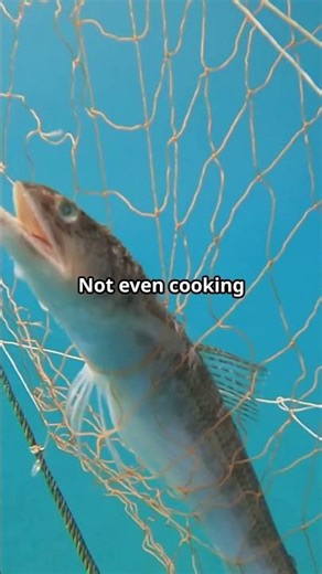 The Pufferfish Nature's Inflating Marvel #documentary #animals #subscribe