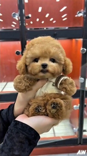 Meet the World's Cutest Baby Animals! 🐶🐱🦌 #Shorts