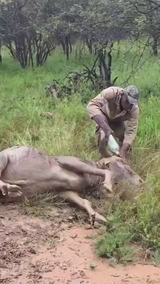 Captured moments in Limpopo Safari, South Africa 🇿🇦, when some guides rescued a stranded wildebeest stuck in the mud by its horns.