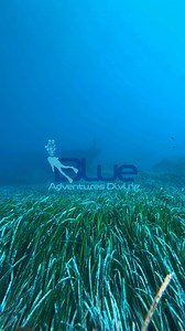 59 reactions | Every dive is a new adventure—what will you discover beneath the waves? 錄 #blueadventuresdiving #padi #diving #crete | Blue Adventures Diving - Chania | Facebook