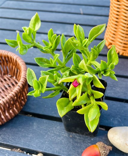 Aptenia Red Apple 2" Pot or Cuttings, Trailing Succulent - Etsy