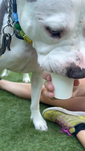 🐾✨ Savannah’s Newest Dog Influencers Take Over 912 Day! ✨🐾 Dice, Rizzoli & Toola are hitting the streets of Savannah, GA to show off their favorite dog-friendly local businesses and prove that foster pups can be total city celebs! 📍 Their 912 Day adventure: Asher Rye – coffee vibes Terra Cotta– boutique shopping Nourish Natural Bath - Downtown Savannah– handmade soaps Origin Coffee Bar – caffeine round 2 AMPT-Savannah - flexin’ for treats Dice already found his forever home, but Rizzoli & Too