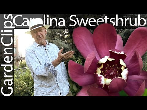 Carolina Sweetshrub - Calycanthus floridus - Fragrant garden shrub