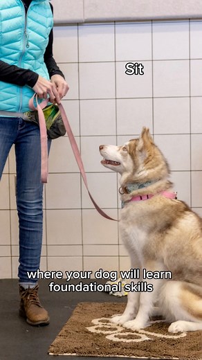 3.5K views · 25 reactions | It's back to school season! Enroll your dog in a Behavior & Training course at Animal Humane Society. Our positive reinforcement training classes taught by our team of expert trainers empower your dog to thrive in real-world situations. ‍了 Learn more at ahs.mn/BehaviorAndTraining | Animal Humane Society | Facebook