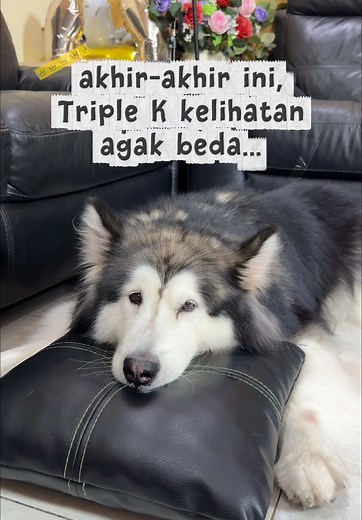 DIY Mainan Doggy dari Bahan Rumah untuk Triple K