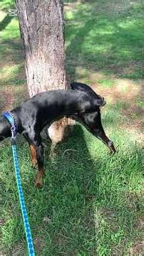 Is this a poop or a pee walk? #walk #dobermanfunny