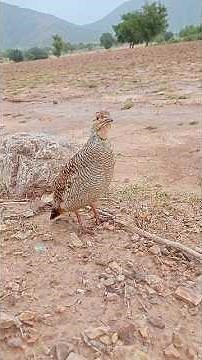 Real Voice of Teetar | wild Birds Sound In Nature 🐦🎶