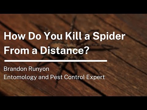 How to Kill Spiders from a Distance: 6 Instant Methods