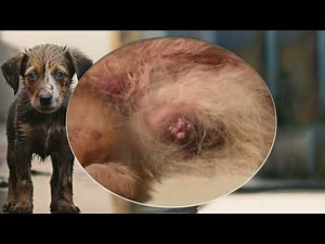 Mangoworm Removal Compilation, Rescue Dog Mangoworms, Vet Mangoworm Treatment ❤️