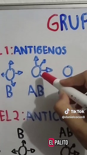 Tipos de Grupos de Sangre y su Importancia