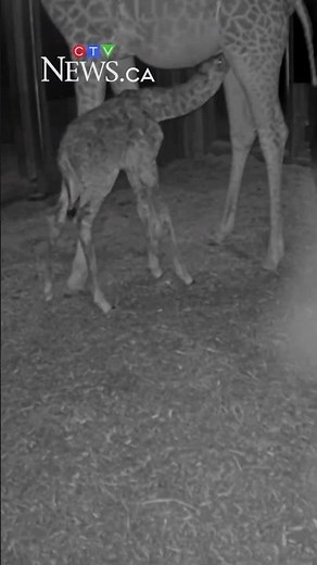 Endangered masai giraffe born at the Toronto Zoo